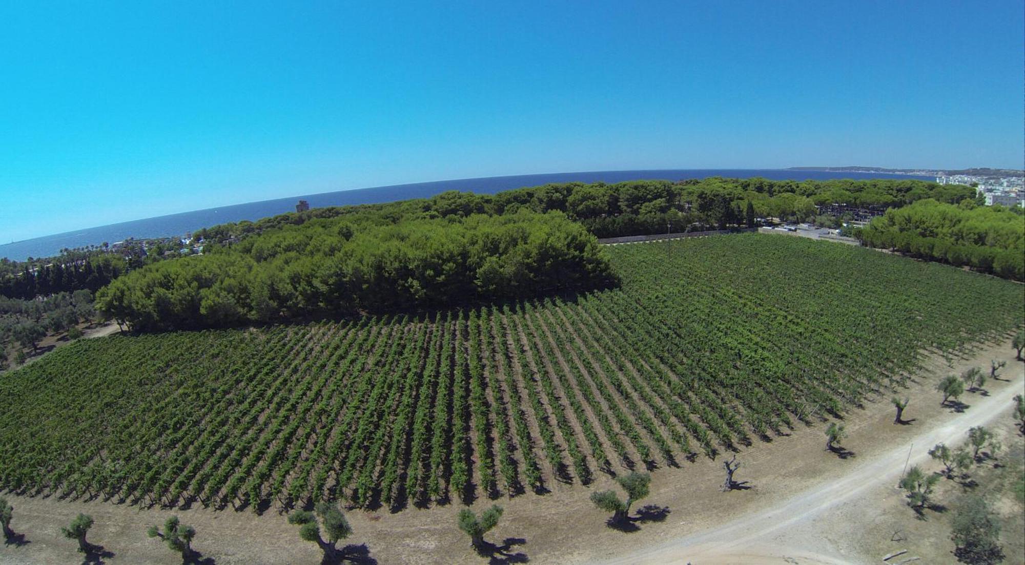 Tenuta Doxi