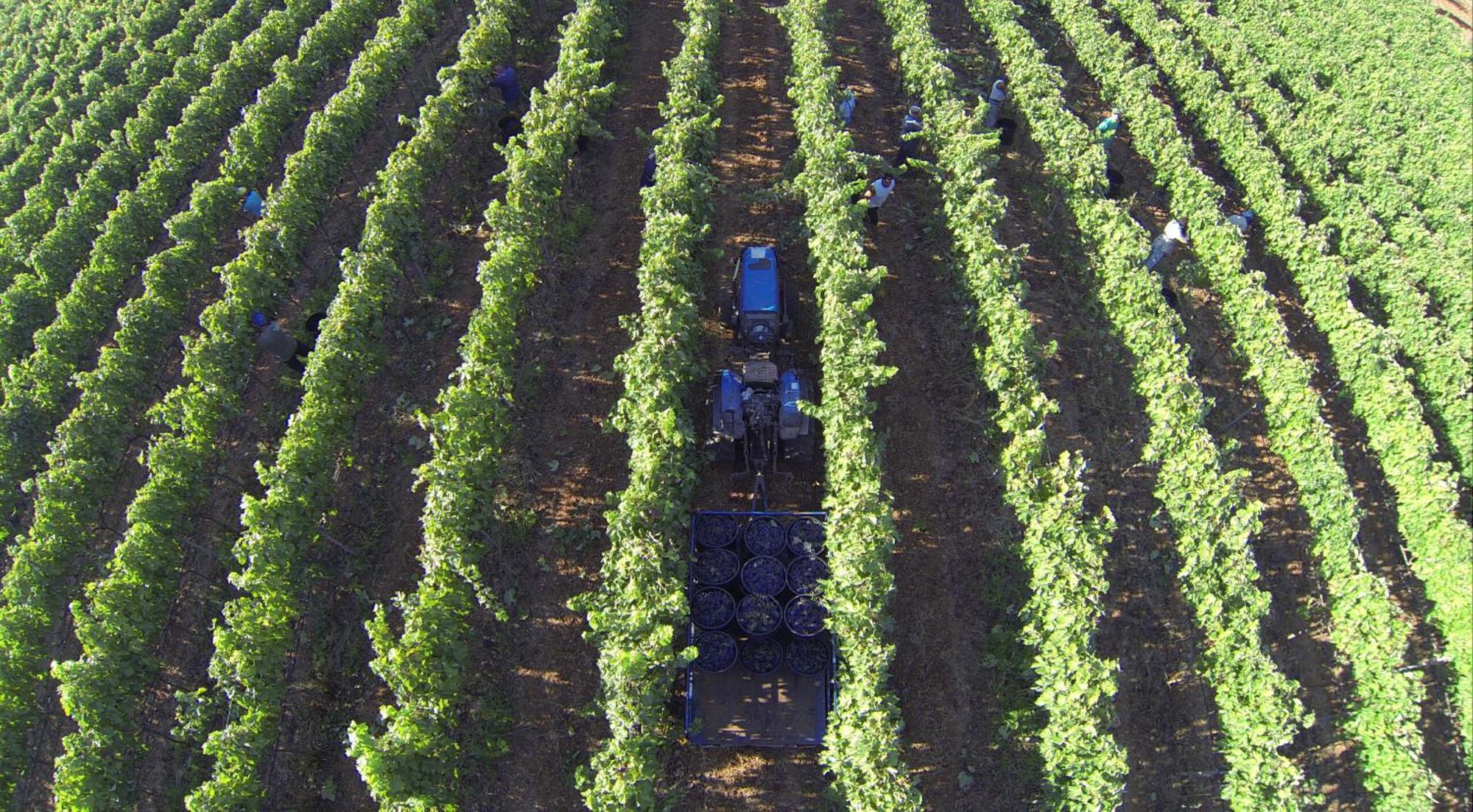 Tenuta Doxi