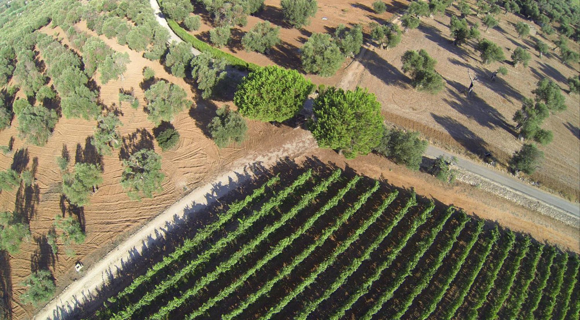 Tenuta Doxi Gallipoli